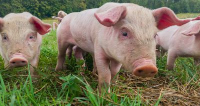 UK pig farm carbon footprint shows significant decline